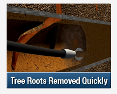 Tree Root Intrusions Merrylands